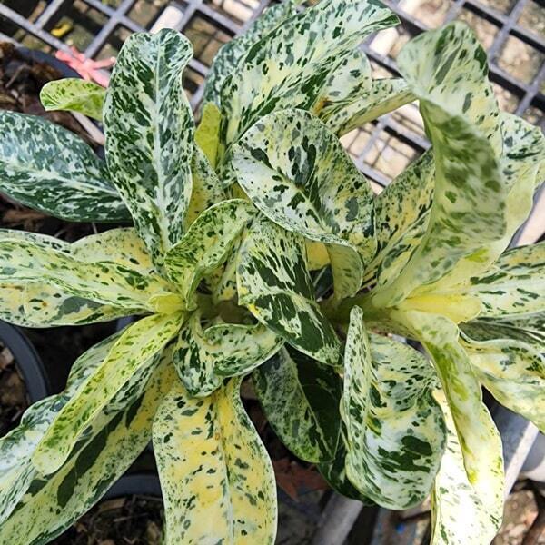 Adenium variegated Lift Spot