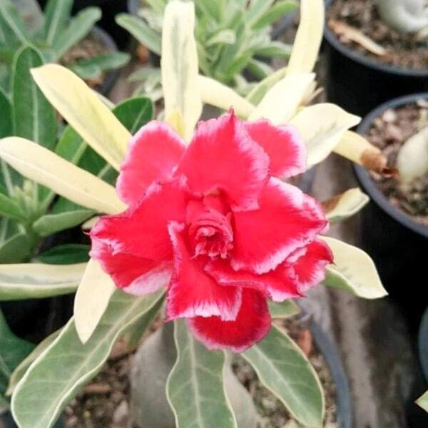Adenium variegated Santa