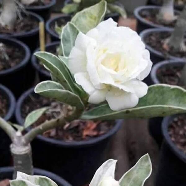 Adenium variegated Snow Queen