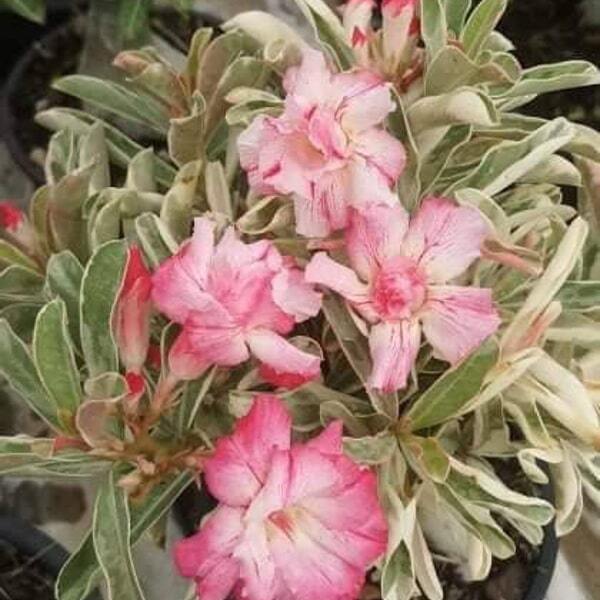Adenium variegated Best of Siam