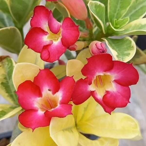 Adenium variegated SARANYA