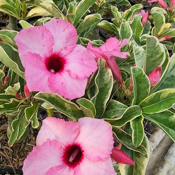 Adenium variegated Lucky