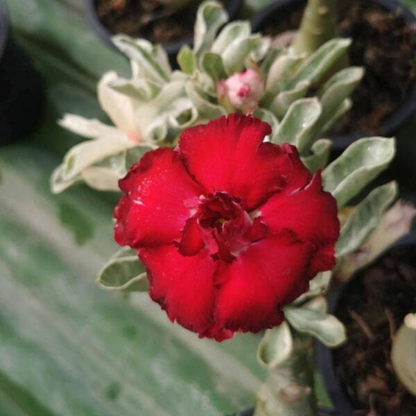 Adenium variegated LM11