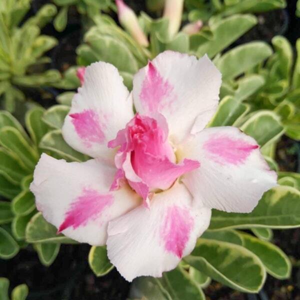 Adenium variegated LM12