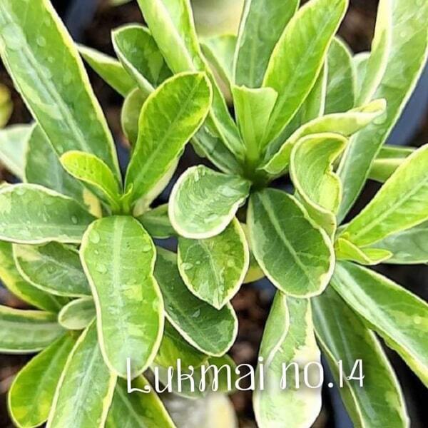Adenium variegated LM14