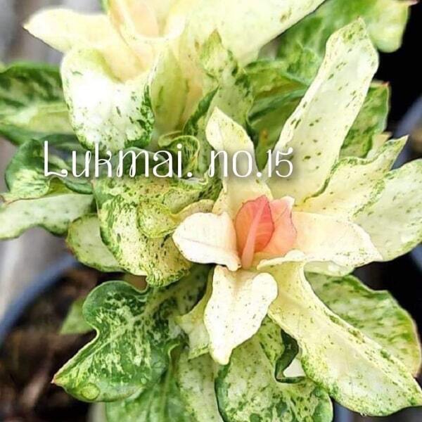 Adenium variegated LM15