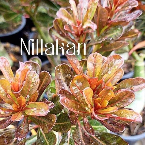 Adenium variegated NILLAKAN