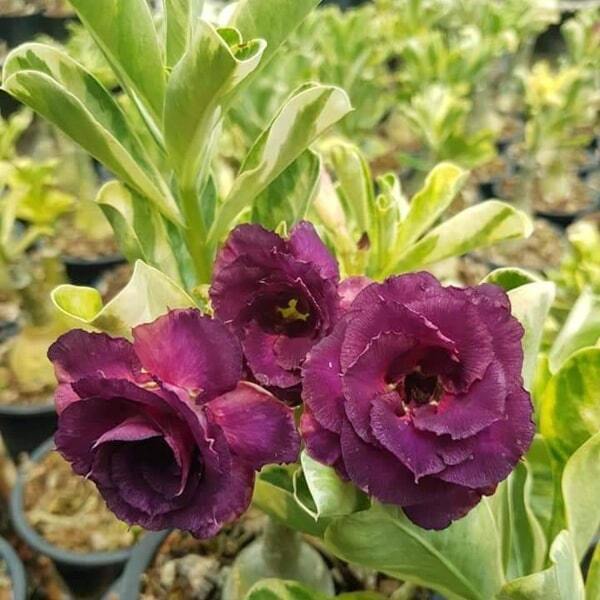 Adenium variegated Rung Thong