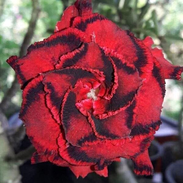 Adenium obesum 6956