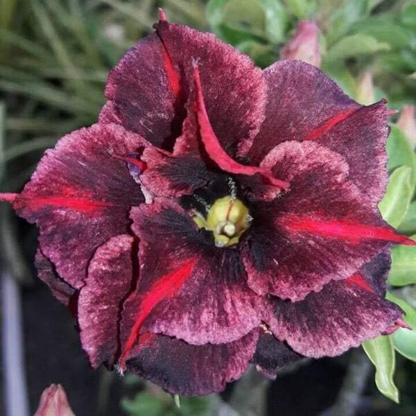 Adenium obesum 7175