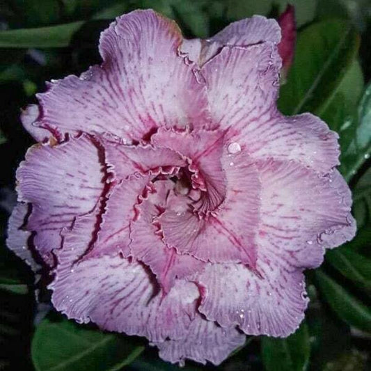 Adenium obesum 7564
