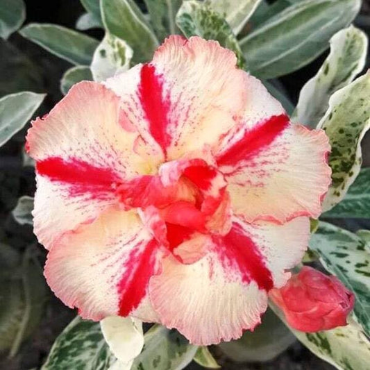 Adenium variegated 7650