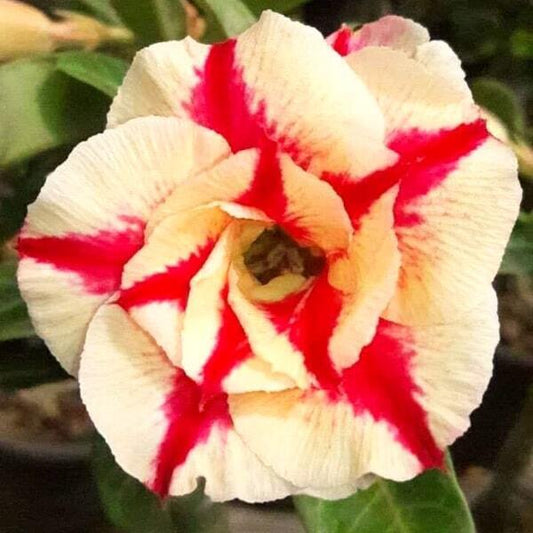 Adenium obesum 7691