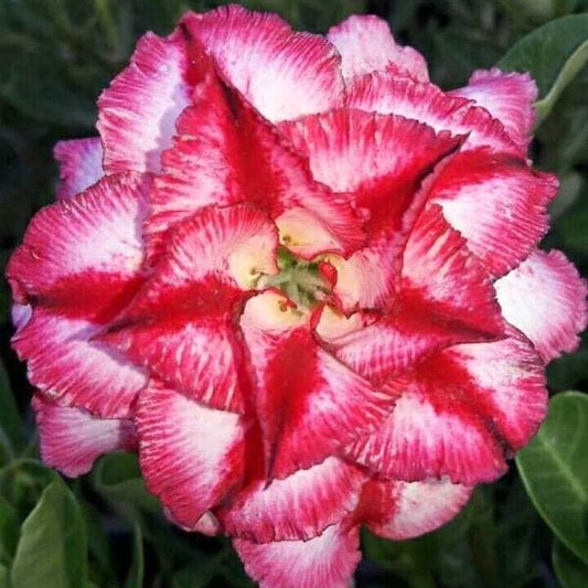 Adenium obesum 7708
