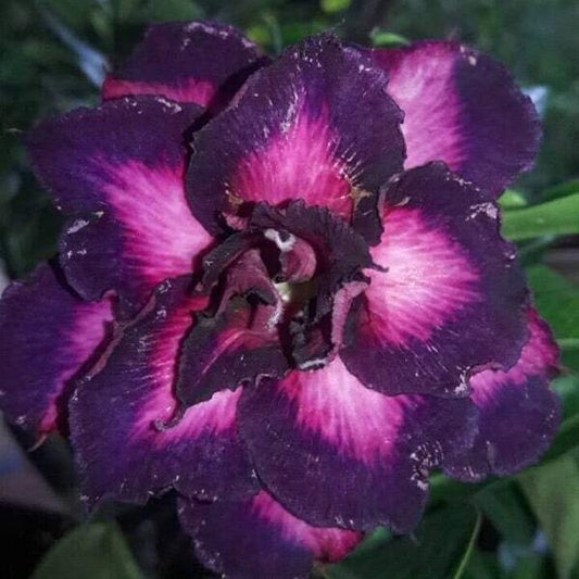 Adenium obesum 7843