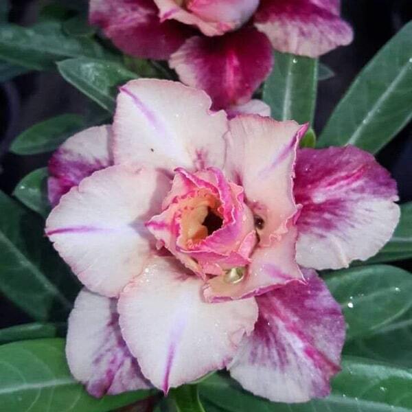 Adenium obesum 7899