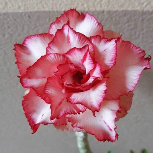 Adenium obesum 8041