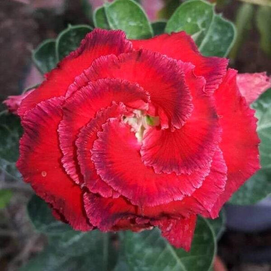 Adenium obesum 8102