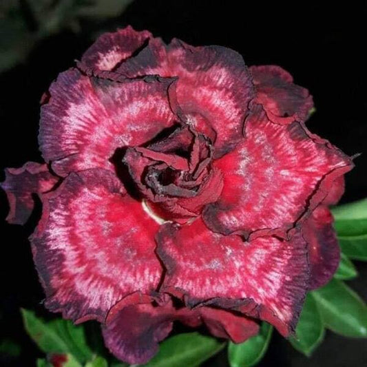 Adenium obesum 8226