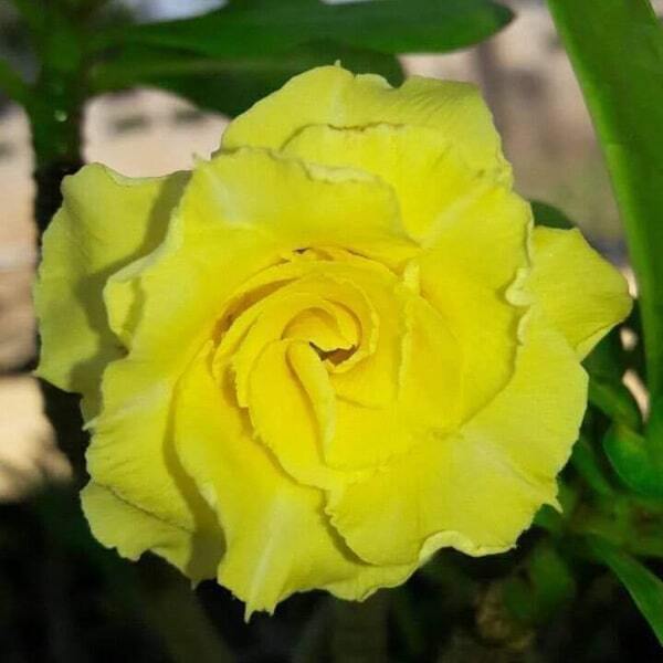 Adenium obesum 8258