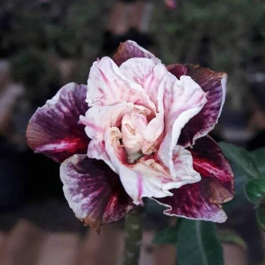 Adenium obesum 8278