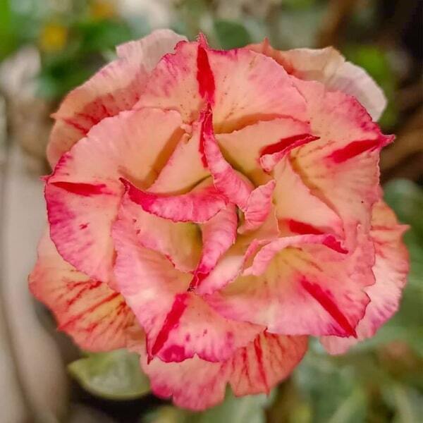 Adenium obesum 8407