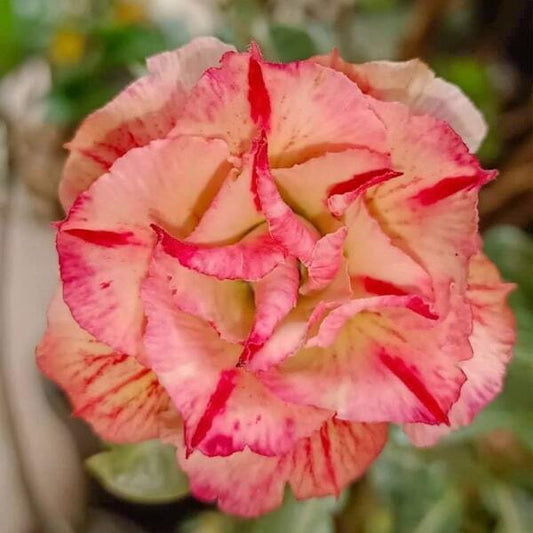 Adenium obesum 8407