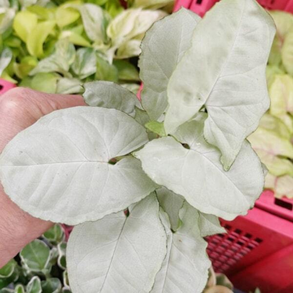 Syngonium 12-OM NGERN