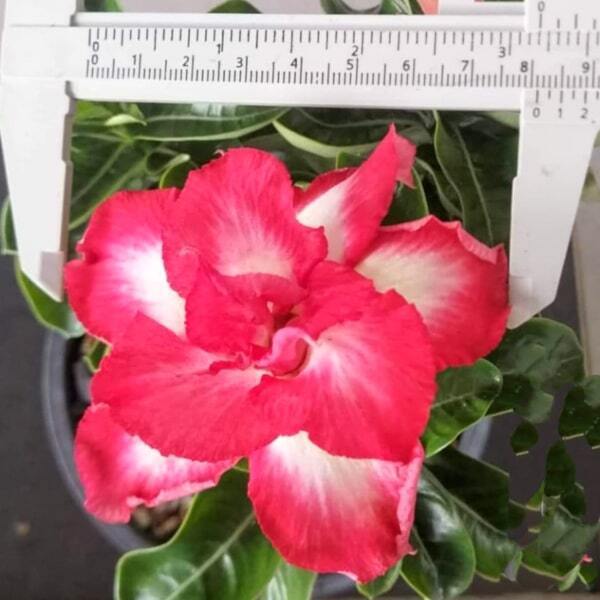 Adenium mini 05 MILO
