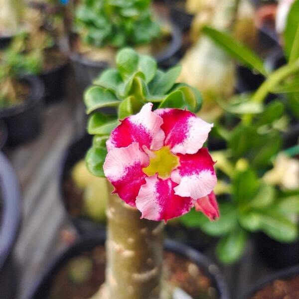 Adenium mini 16 YOUNGSTER RED