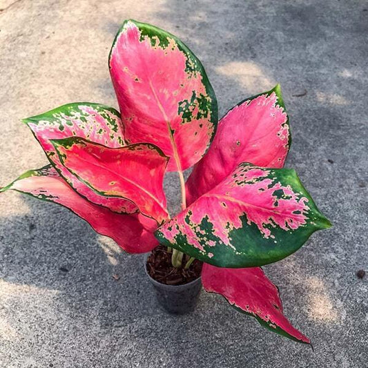 Aglaonema RED ELEPHANT