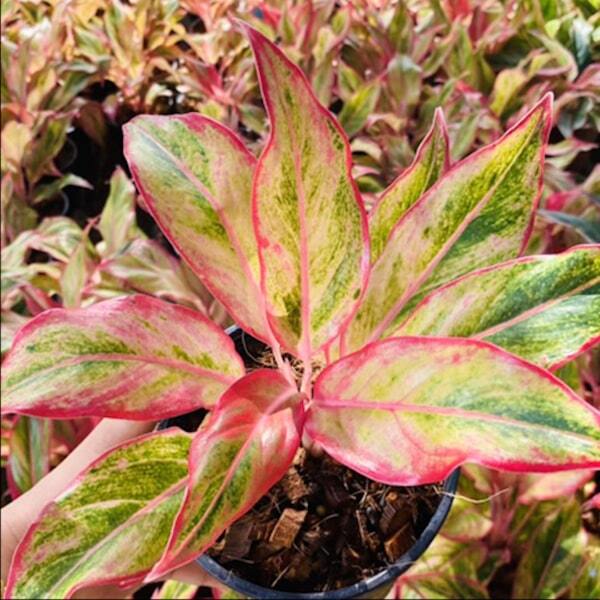 Aglaonema ORANGE AURORA