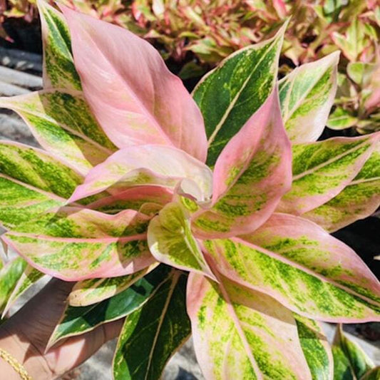 Aglaonema PINK AURORA
