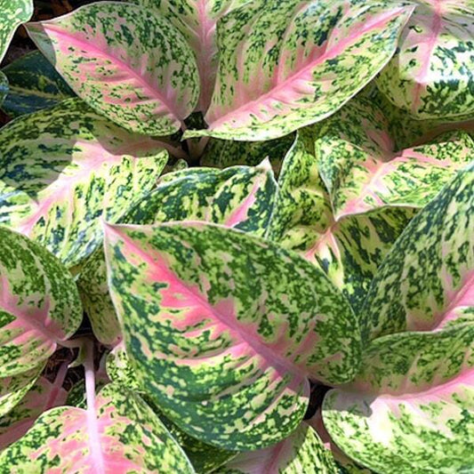 Aglaonema SAMPAO THONG