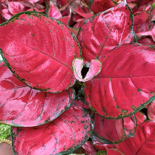Aglaonema SUPER RED