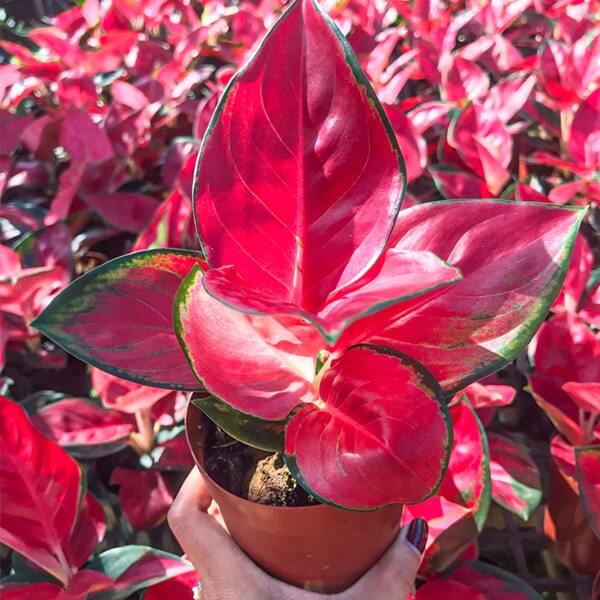 Aglaonema SUKSOM JAIPONG