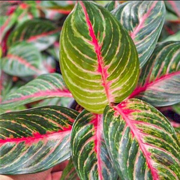 Aglaonema AMNAT JAREN
