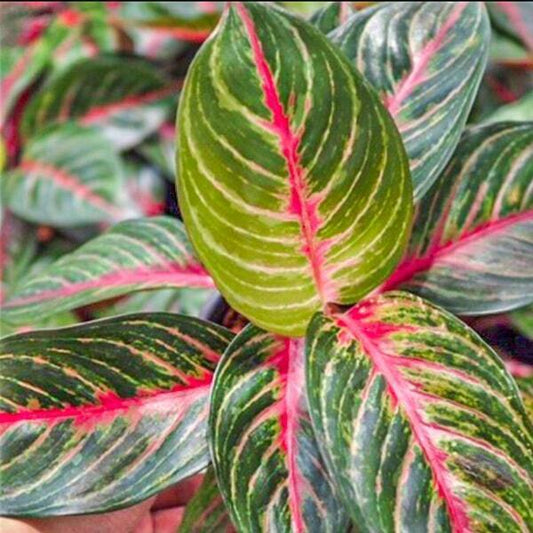 Aglaonema AMNAT JAREN