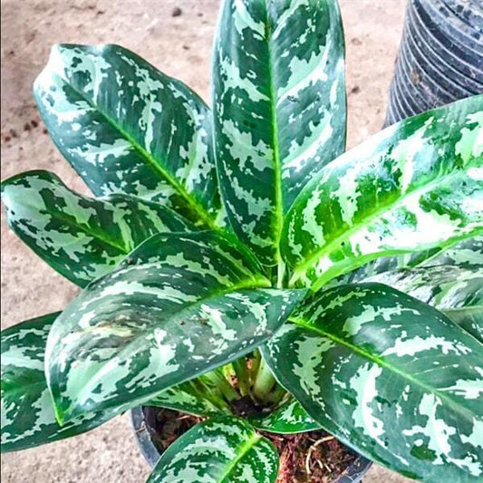 Aglaonema KLED TABTIM