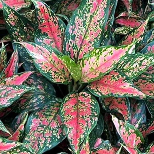 Aglaonema NARROW ANYAMANEE