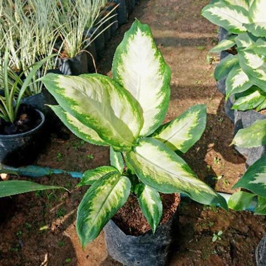 Dieffenbachia SNOW DROP