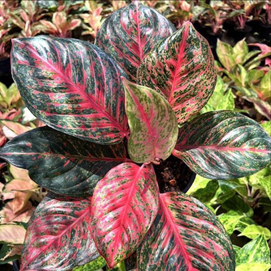 Aglaonema SOMBAT SIAM