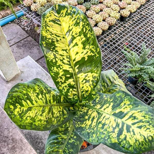 Dieffenbachia KOOM BARAMEE