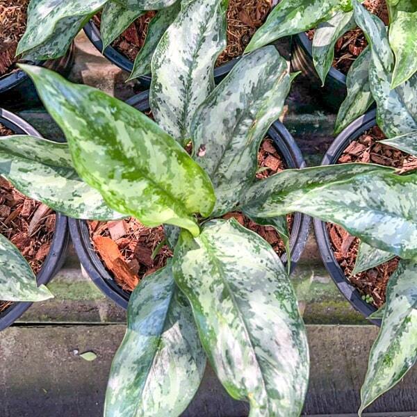 Dieffenbachia MAHA SEDTHEE