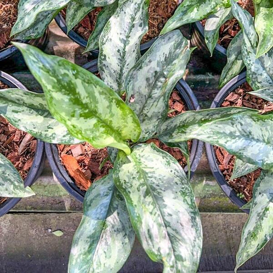 Dieffenbachia MAHA SEDTHEE