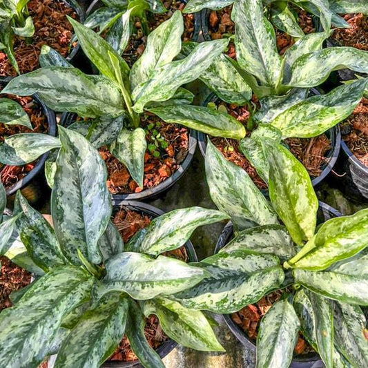 Dieffenbachia SEDTHEE PANLAN