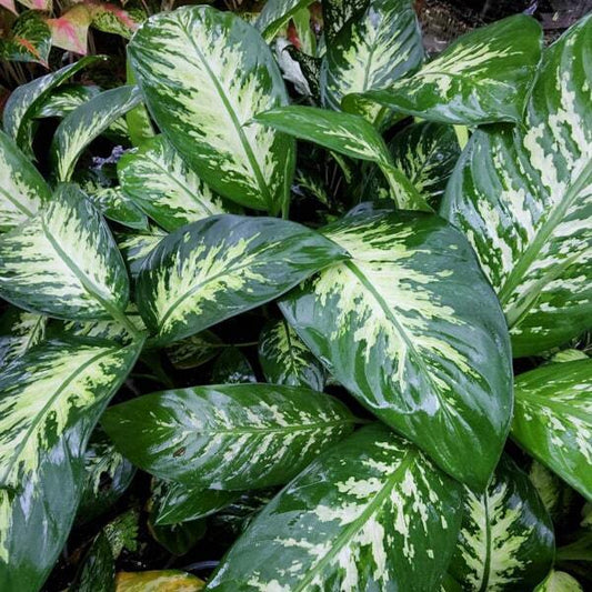 Dieffenbachia TIGER