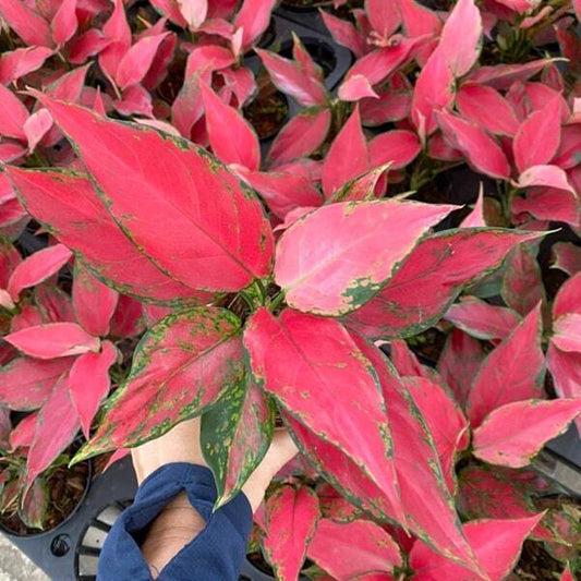 Aglaonema MANEE RUNG RUEANG