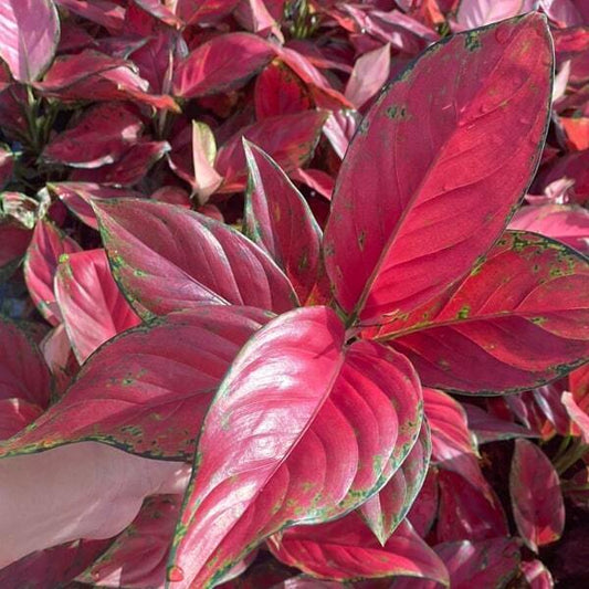Aglaonema MANEE DAENG