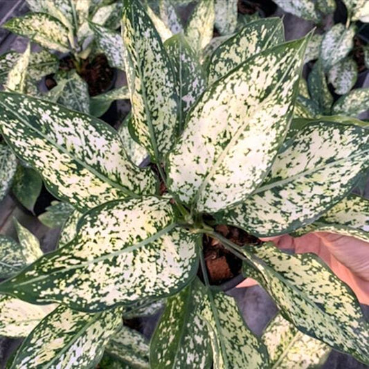 Aglaonema FIRST DIAMOND